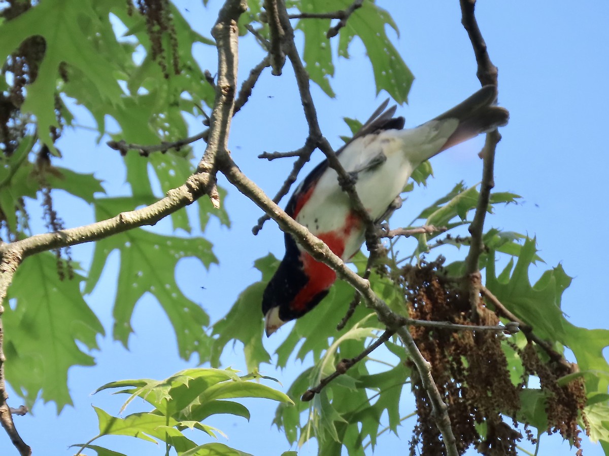 Rose-breasted Grosbeak - Marjorie Watson