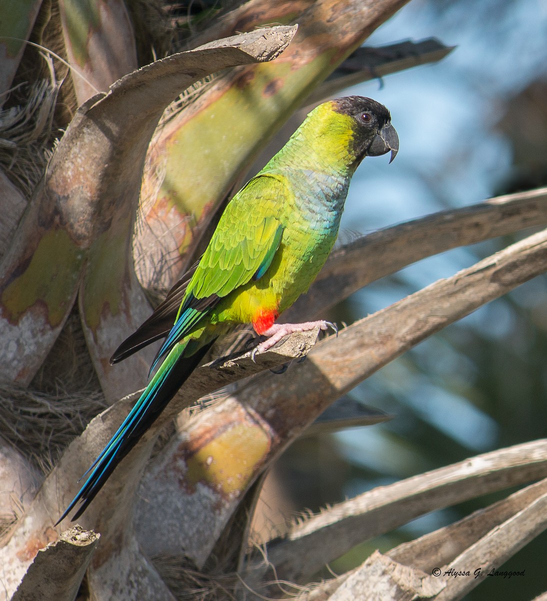 Nanday Parakeet - ML619543360