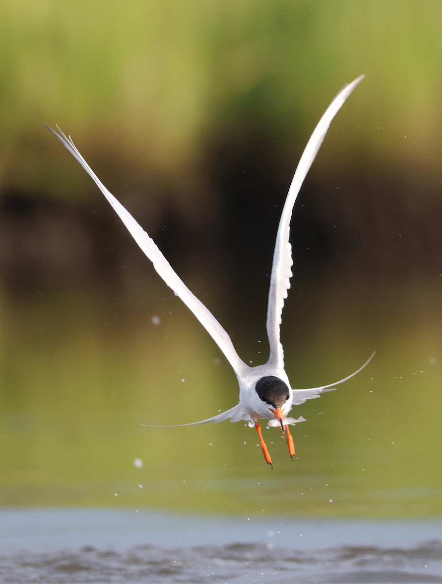 Forster's Tern - ML619543363