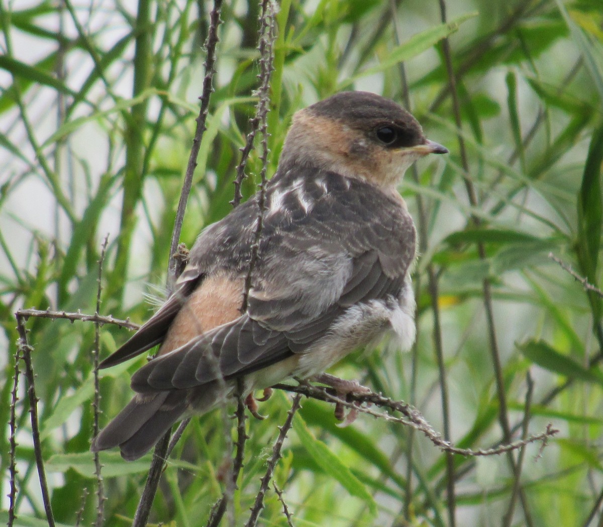 Cliff Swallow - Twylabird Jean