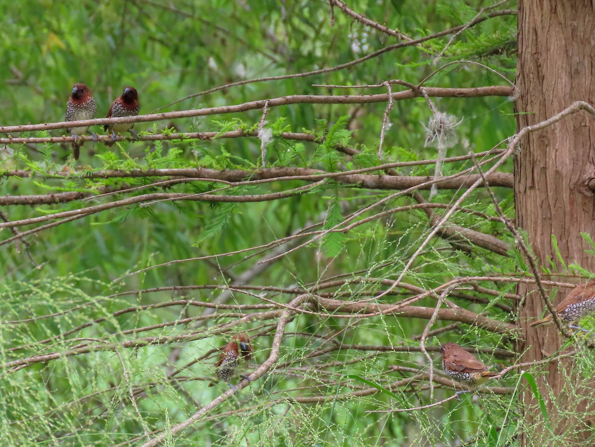 Scaly-breasted Munia - Tira Overstreet