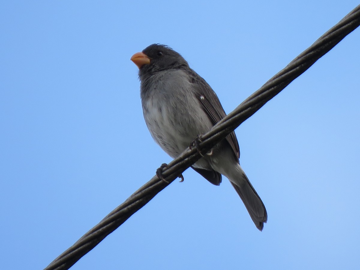 Gray Seedeater - René Leal