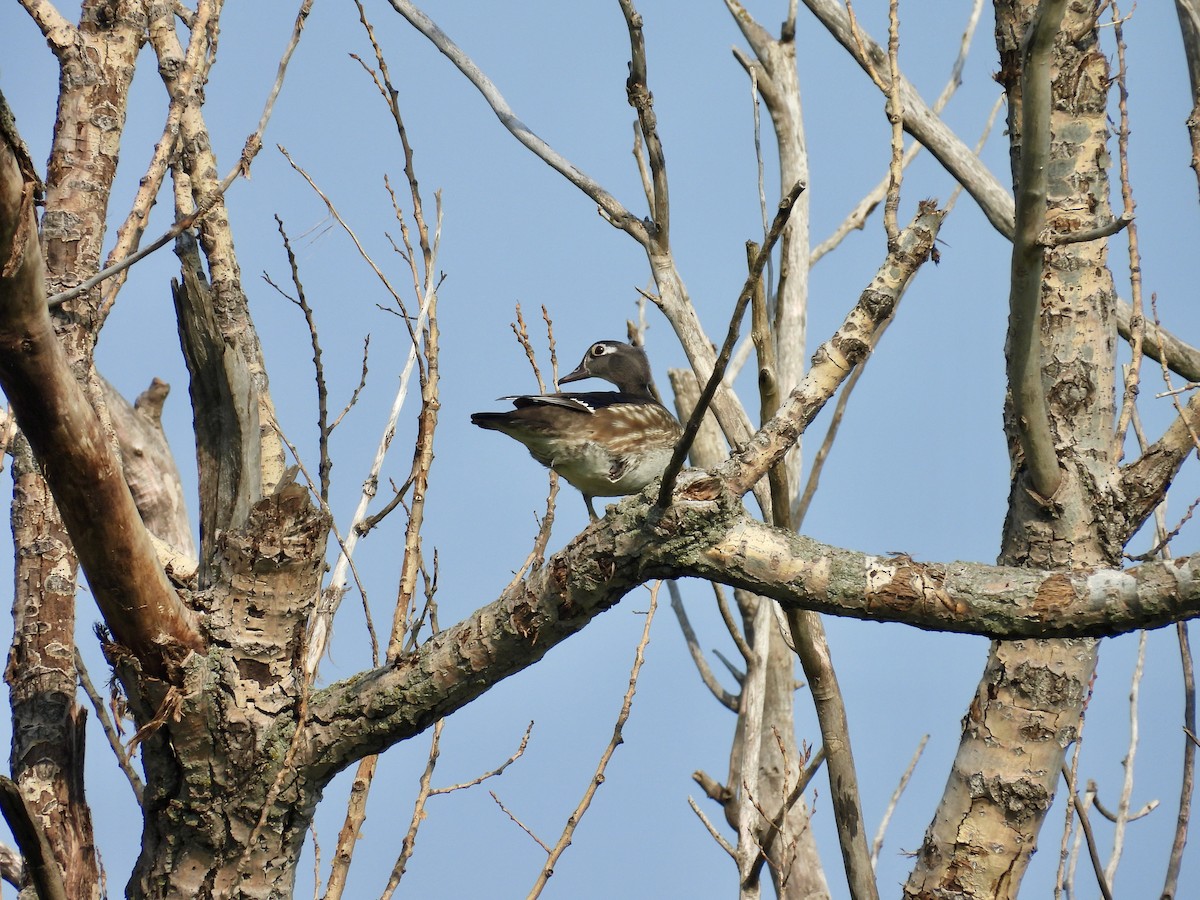 Wood Duck - ML619543375