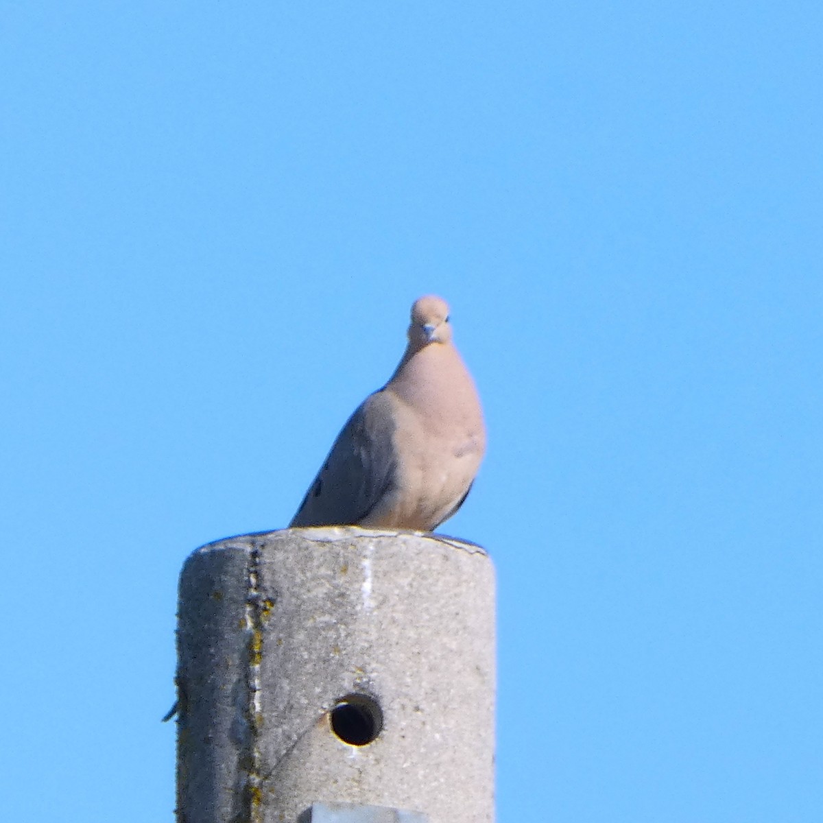 Mourning Dove - Sarah Bowman