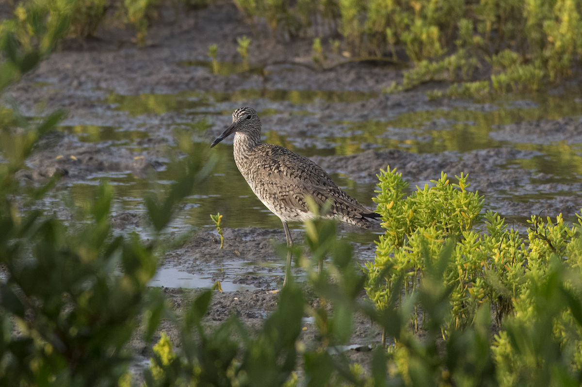 Willet - Mickie V