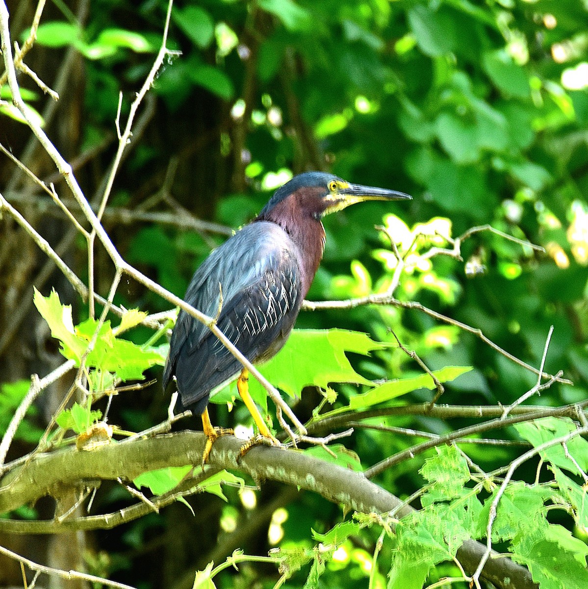 Green Heron - Till Dohse