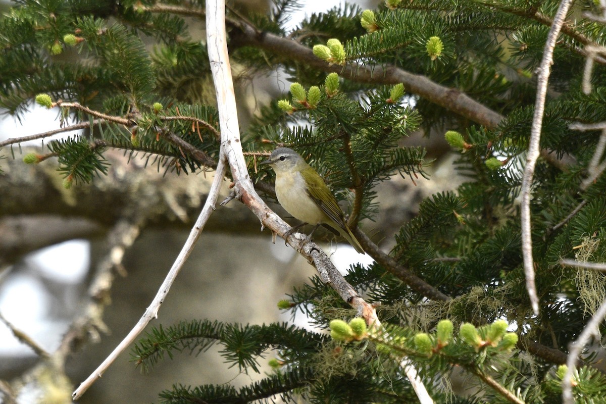 Tennessee Warbler - Devin Johnstone