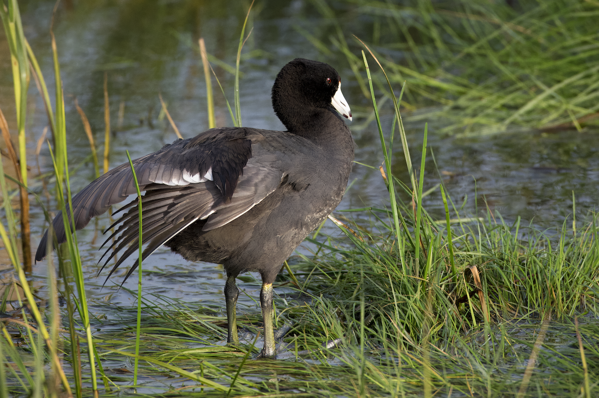 American Coot - Mickie V