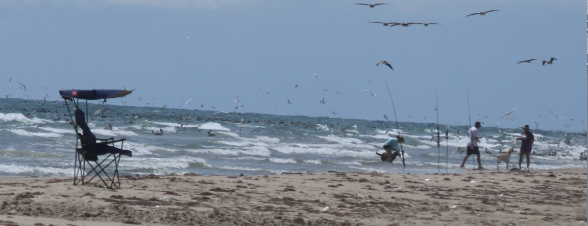 Brown Pelican - ML619543387