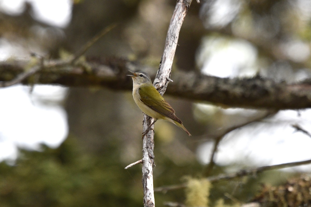 Tennessee Warbler - Devin Johnstone