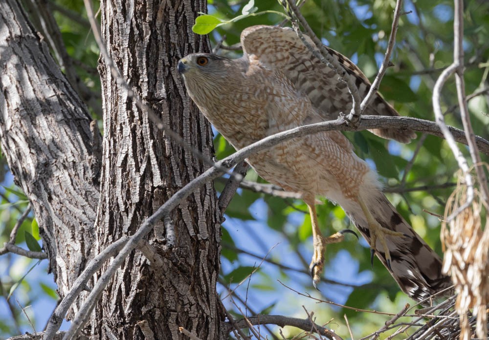 Cooper's Hawk - Marty Herde