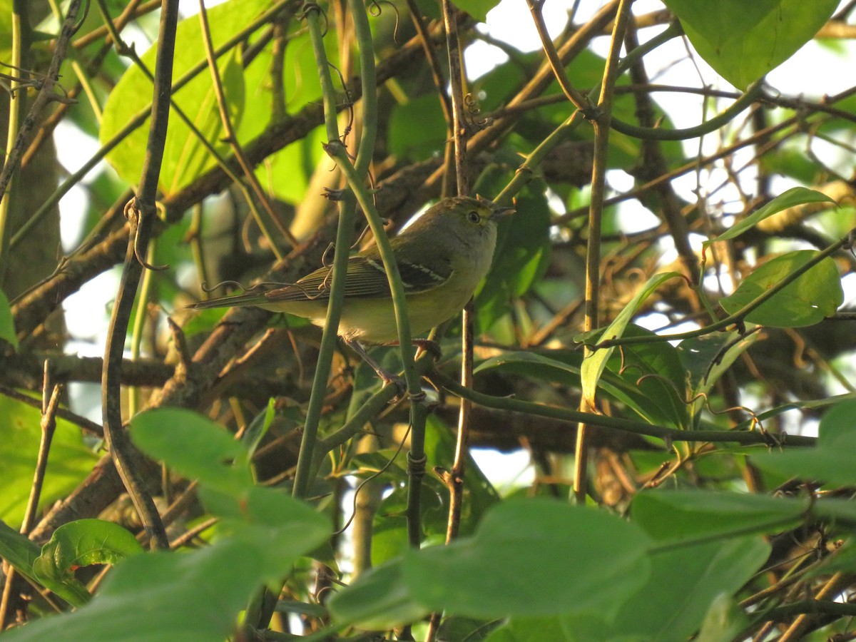 White-eyed Vireo - Eric Cormier