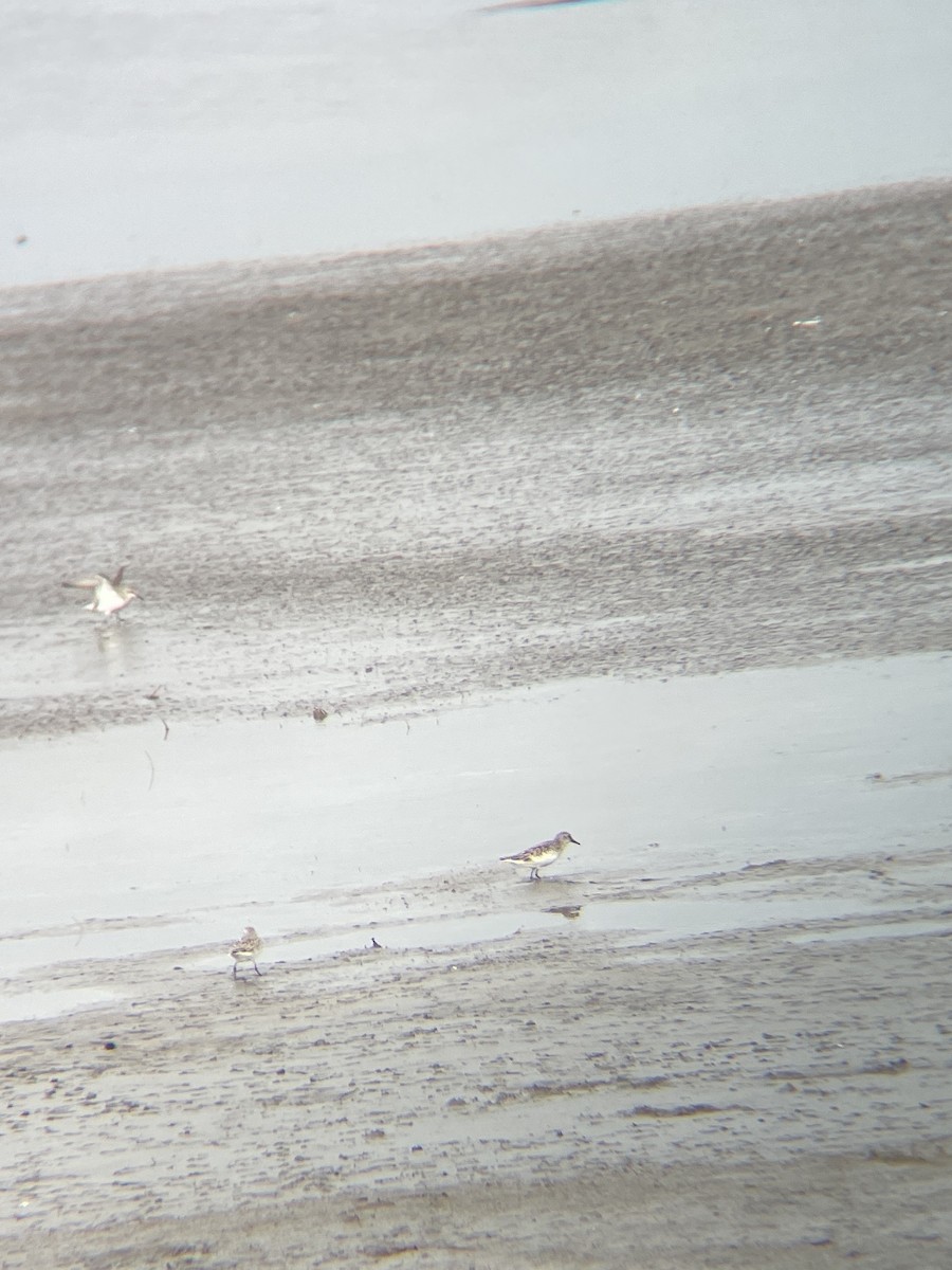 Semipalmated Sandpiper - ML619543396