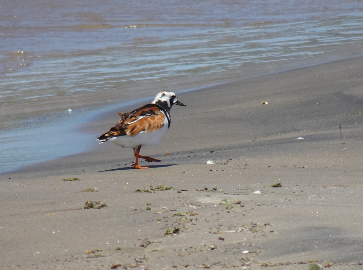 Ruddy Turnstone - Barbara O'Neill