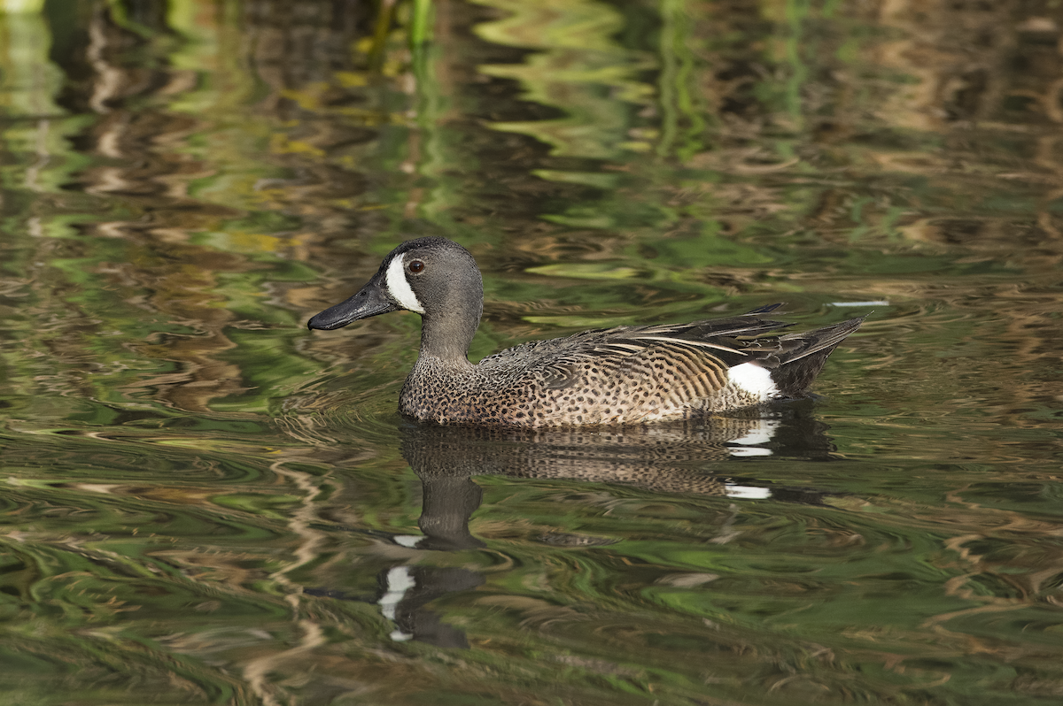 Blue-winged Teal - Mickie V