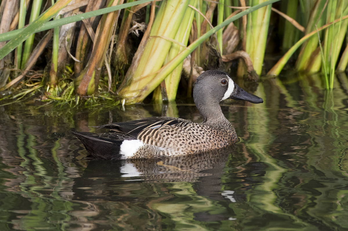 Blue-winged Teal - Mickie V