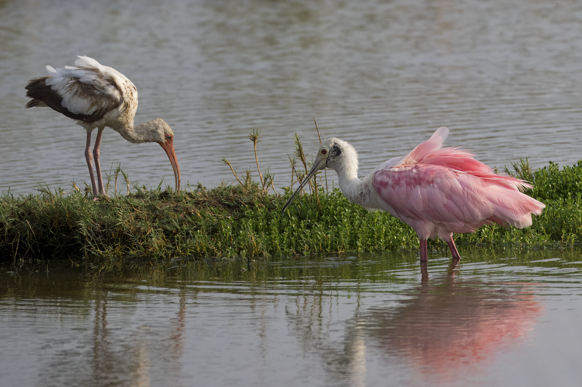 White Ibis - Mickie V