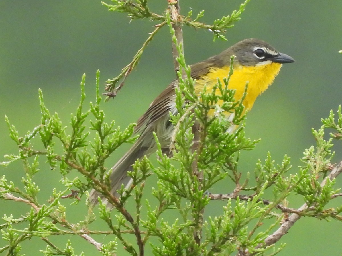 Yellow-breasted Chat - Fannie Courtier