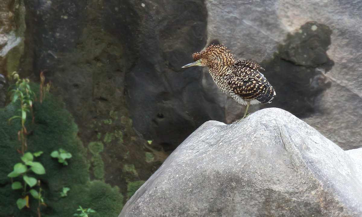 Fasciated Tiger-Heron - ML619543415