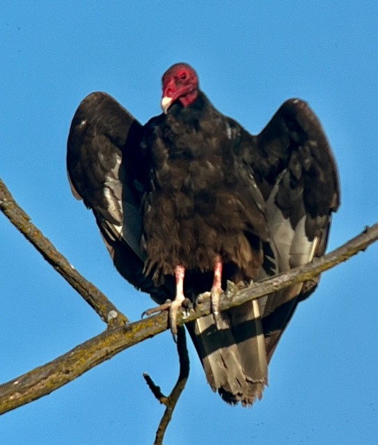 Turkey Vulture - Jeri Langham