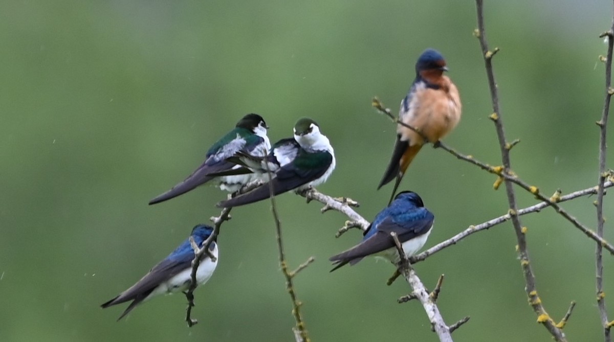 Violet-green Swallow - Ralph Erickson