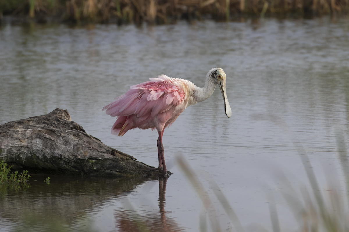 Roseate Spoonbill - ML619543424