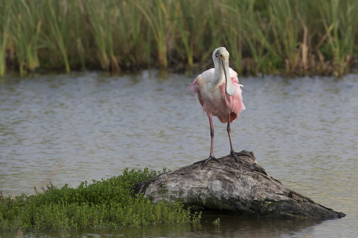 Roseate Spoonbill - Mickie V