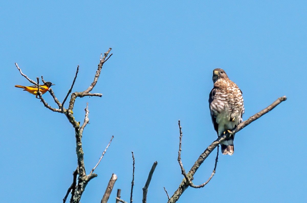 Broad-winged Hawk - Christine Andrews