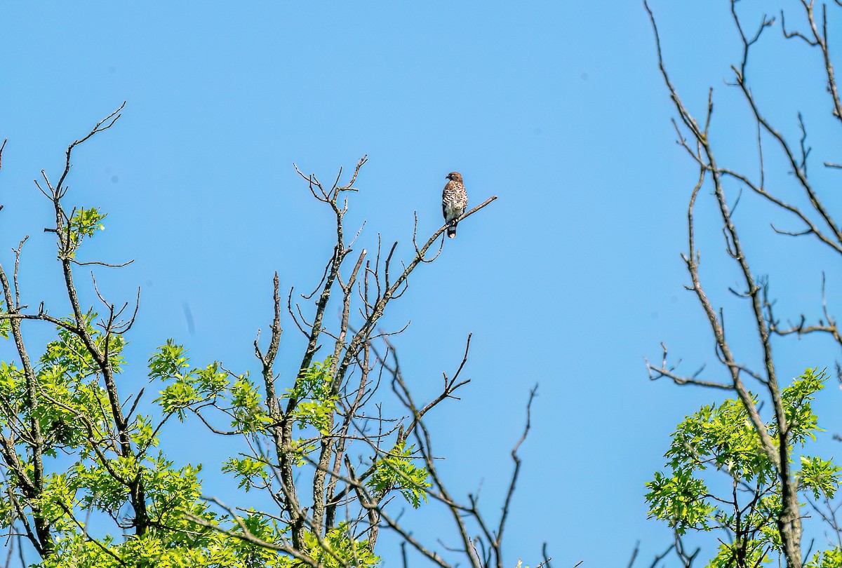 Broad-winged Hawk - Christine Andrews