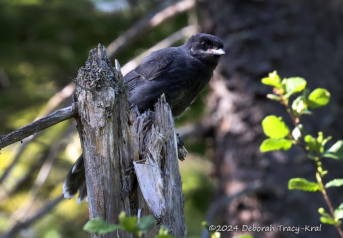 Canada Jay - Deborah Kral