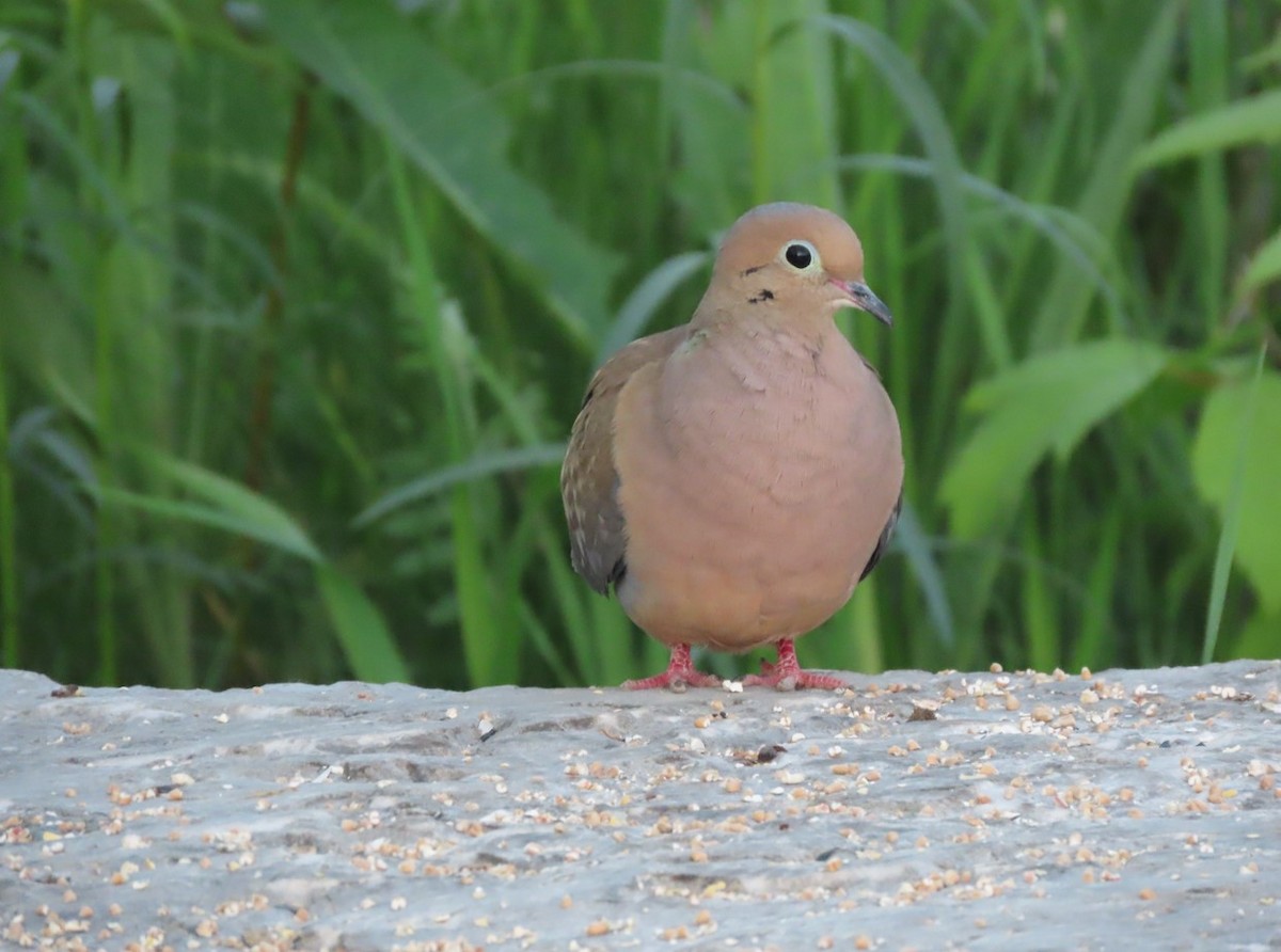 Mourning Dove - Michal Bardecki