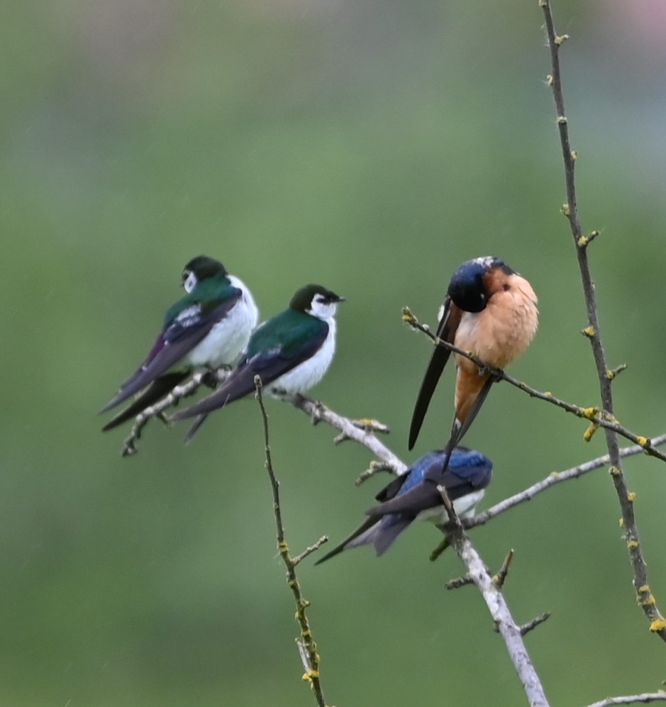 Violet-green Swallow - Ralph Erickson