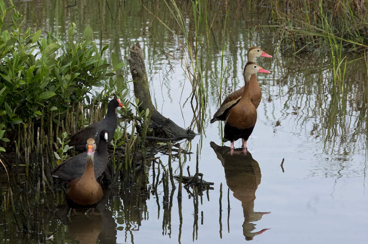 Dendrocygne à ventre noir - ML619543438