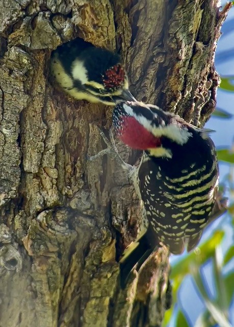 Nuttall's Woodpecker - Jeri Langham