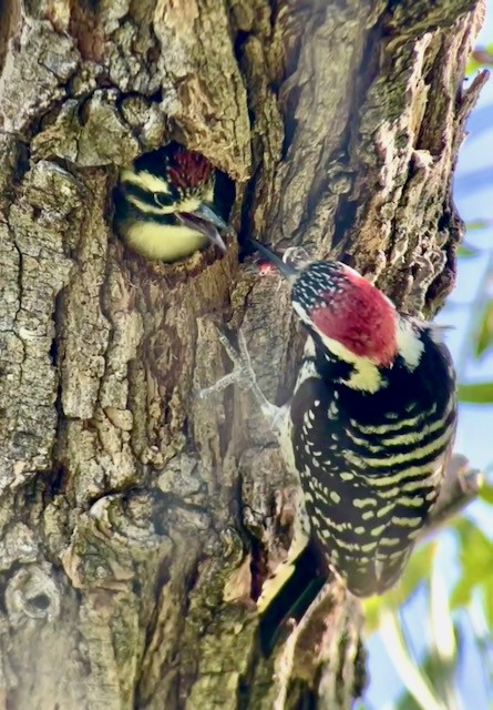 Nuttall's Woodpecker - Jeri Langham