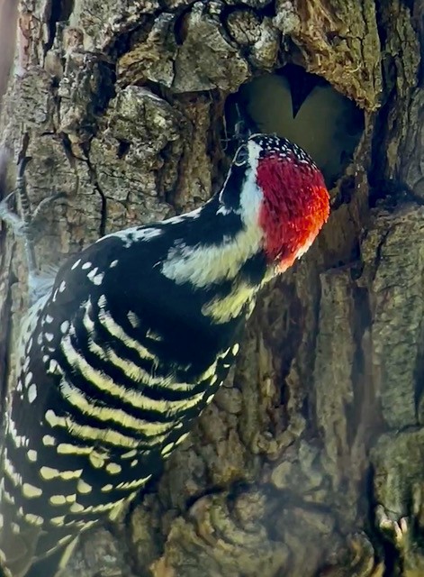 Nuttall's Woodpecker - Jeri Langham