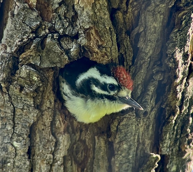 Nuttall's Woodpecker - Jeri Langham