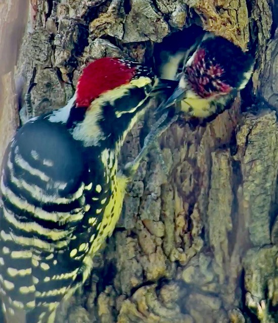 Nuttall's Woodpecker - Jeri Langham
