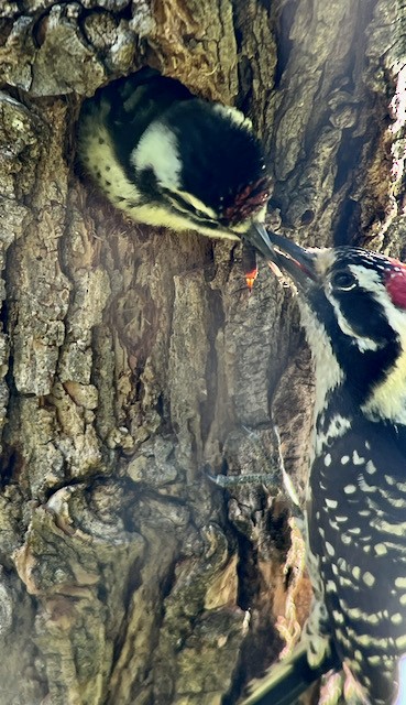 Nuttall's Woodpecker - Jeri Langham