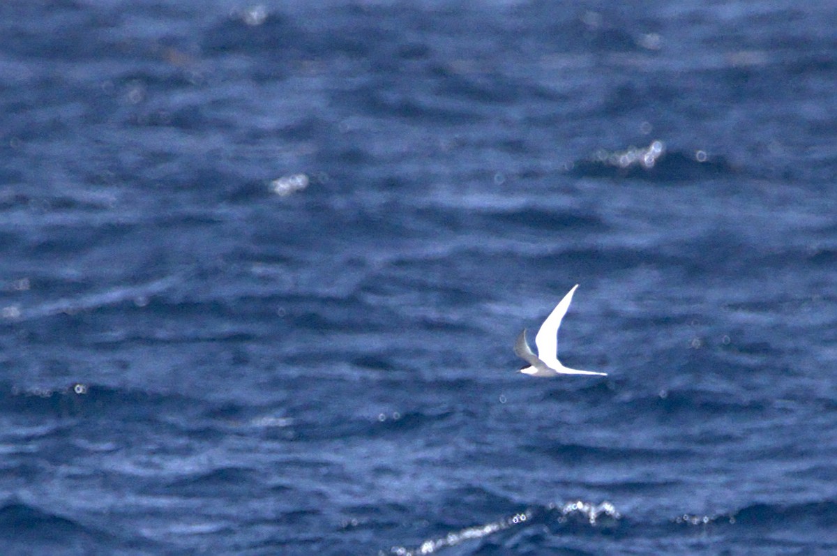 Roseate Tern - Mattéo Antoine