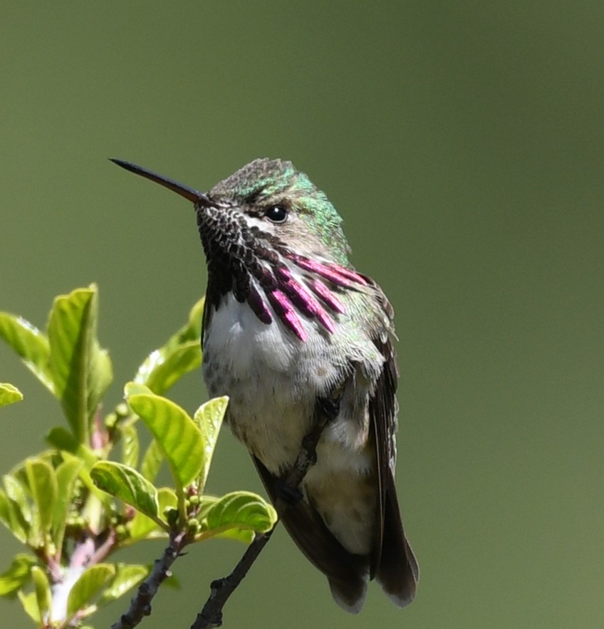 Calliope Hummingbird - Kelli O'Neill