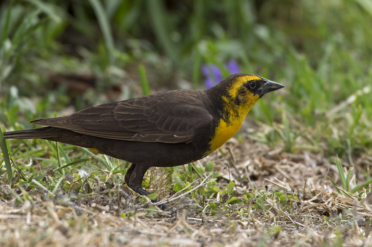 Yellow-headed Blackbird - Mickie V