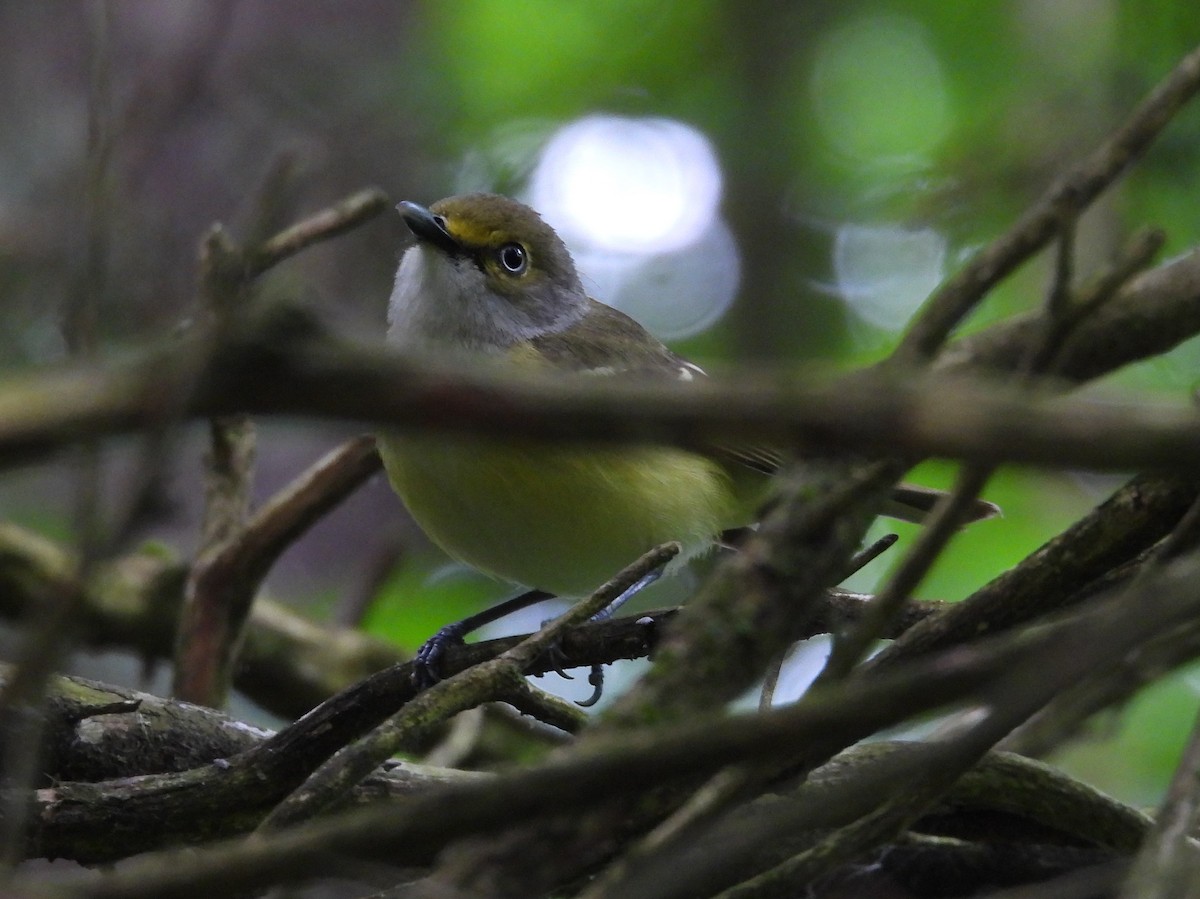 White-eyed Vireo - Fannie Courtier