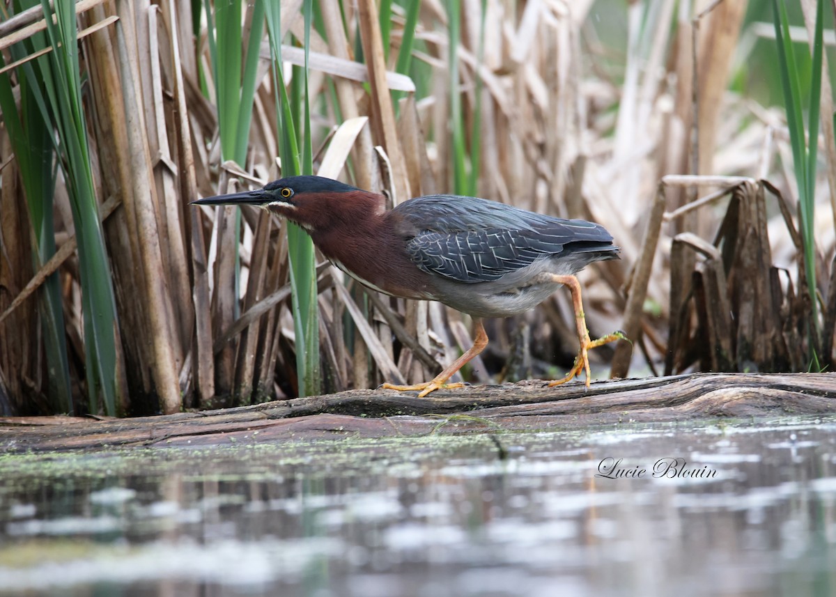 Green Heron - Christian Langlois