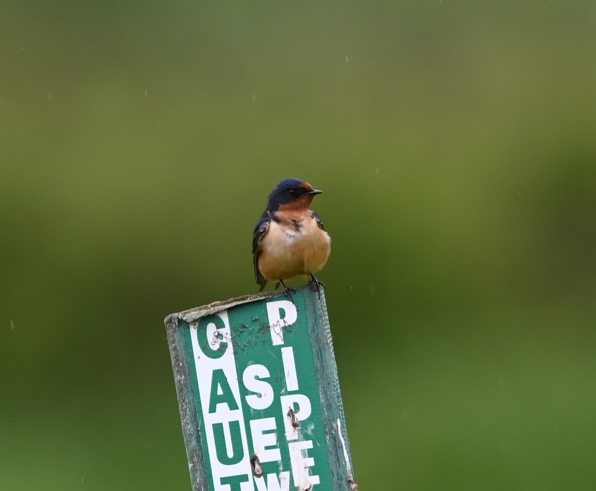 Barn Swallow - Ralph Erickson