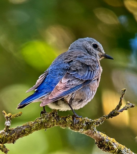 Western Bluebird - Jeri Langham