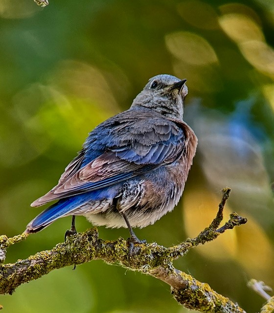 Western Bluebird - Jeri Langham