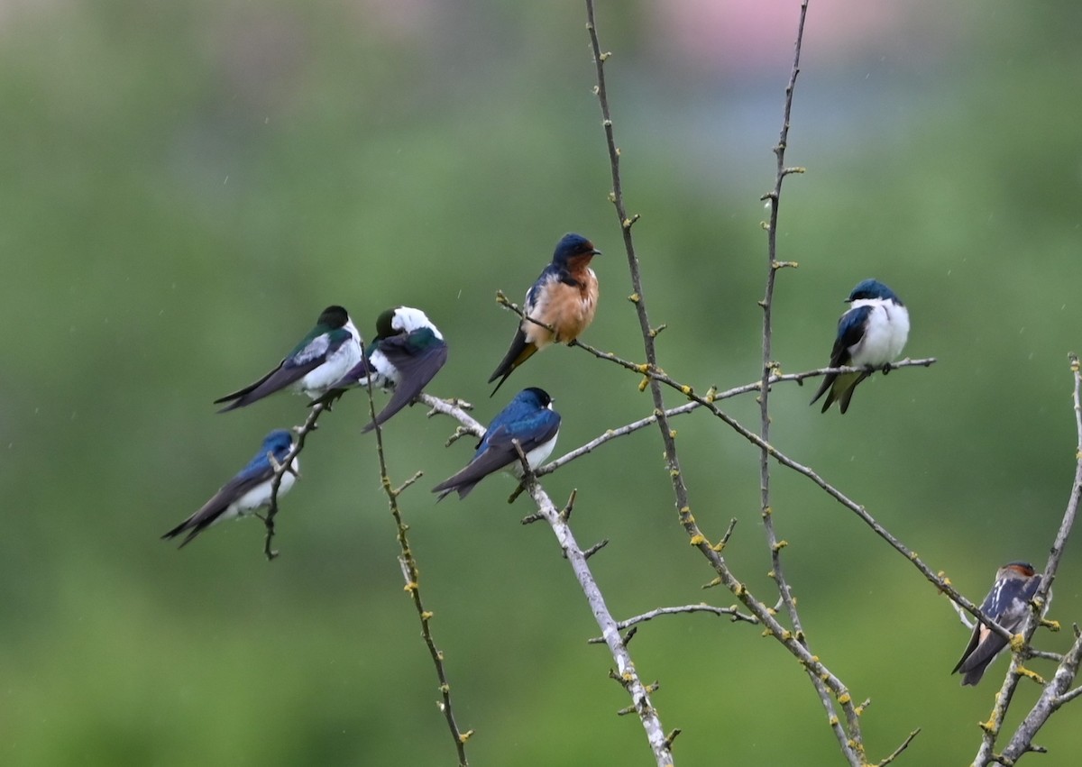 Barn Swallow - Ralph Erickson