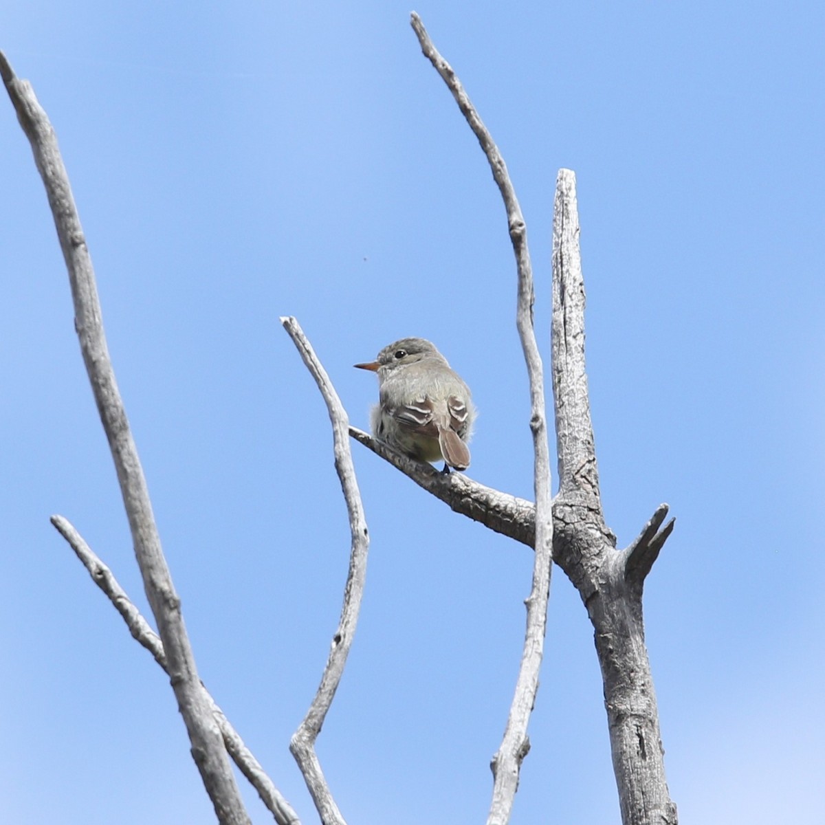 Gray Flycatcher - Matthew Henderson