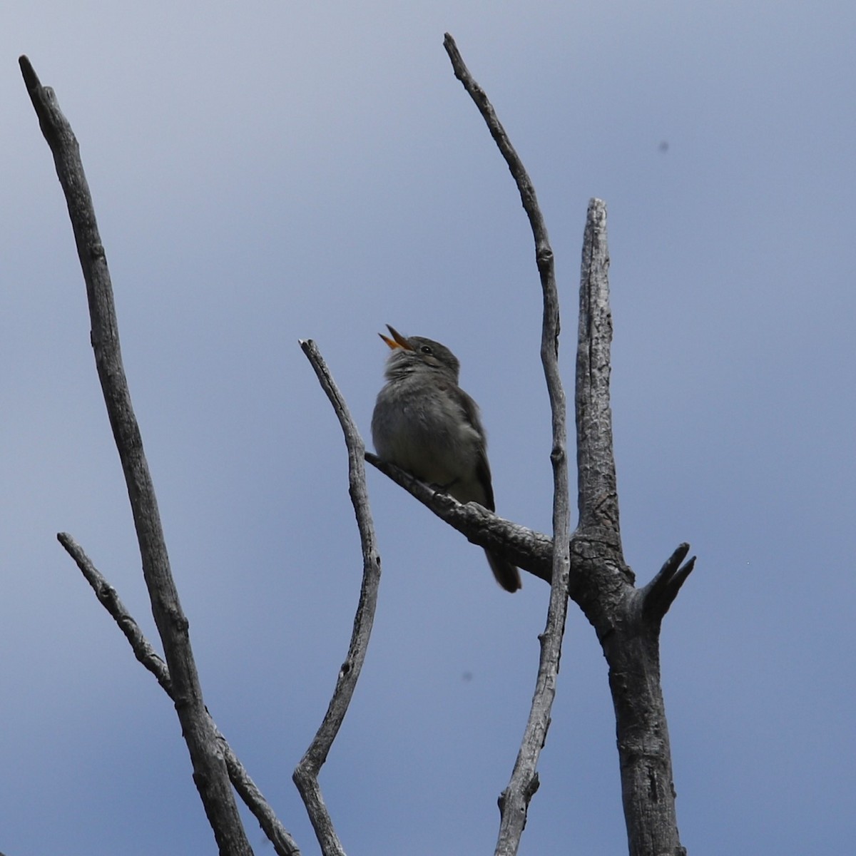 Gray Flycatcher - Matthew Henderson